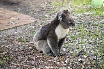 koala