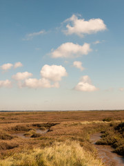 Fototapeta premium open marshland landscape scene with blue skies, clouds, and grass