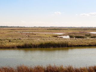 landscape view scene of sheep gazing on nature reserve stream upfront