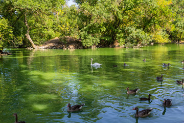 Swans and ducks swimming in the lake