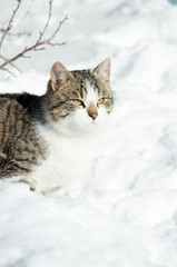 the cat is sitting in the snow