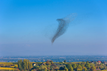 Obraz premium Flock and swarm of birds - beautiful formations of flying birds