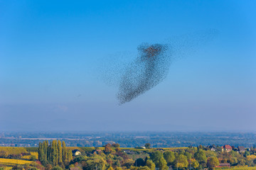 Fototapeta premium Flock and swarm of birds - beautiful formations of flying birds