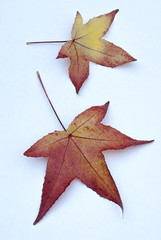 Autumn leaves of American Sweetgum (Liquidambar styraciflua) on white beckground