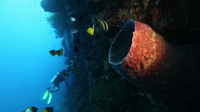 Reef fish swim around barrel sponge while scuba divers explore vertical wall at Bunaken Island, Sulawesi 