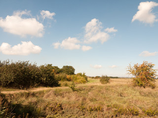 Obraz na płótnie Canvas open marshland landscape scene with blue skies, clouds, and grass