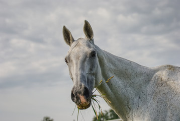Portrait of a horse outside on a field in summer 