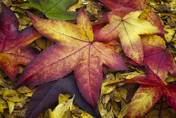 Autumn leaves of American Sweetgum (Liquidambar styraciflua)