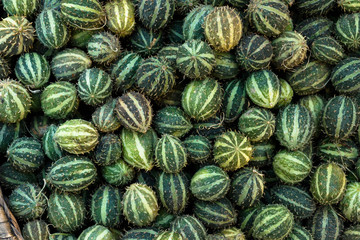 Exotic cucumbers. African wild cucumber Cucumis africanus tropical plant. Background of amazing...