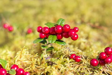 Forest berries of cranberries close-up