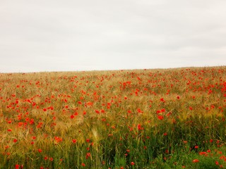 champ blé et coquelicots