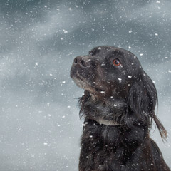 Winter snow dog. Black dog portrait.
