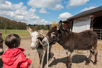 Kid approaching donkeys
