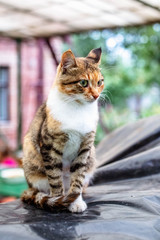 Portrait of a beautiful red-haired cat in the countryside