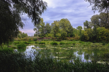 Fototapeta na wymiar Calm river in the summer morning with green trees on background. Toned, style photo.