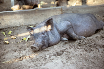 A little black pig is lying on the ground in a pigsty