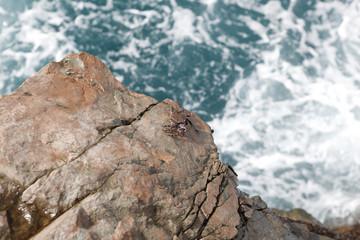 crab on the rock