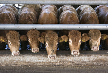five limousin calves wait for food inside barn on organic farm in holland near utrecht