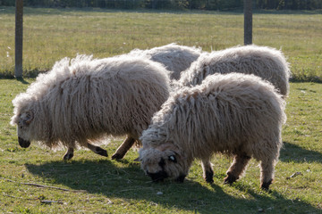Moutons Shetland