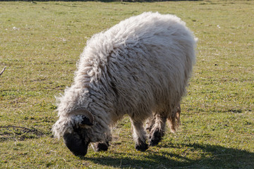 Naklejka na ściany i meble Moutons Shetland