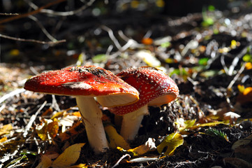 Amanita muscaria nel bosco