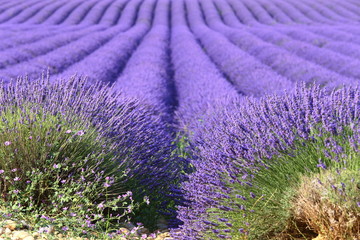 Lavanda Provenza 3 