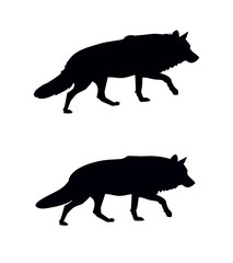 wolf silhouette - 174228310