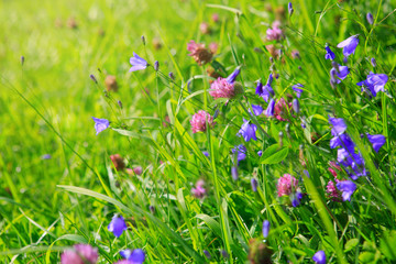 Wild flowers field and sunlight.
