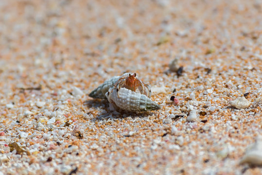    Two hermit crab fighting on the sand on an atoll, French Polynesia 
