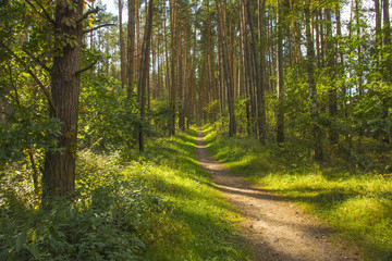 Fototapeta na wymiar Mecklenburg Vorpommern Wald