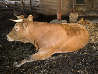 horned limousin cow inside barn on organic farm in holland near utrecht
