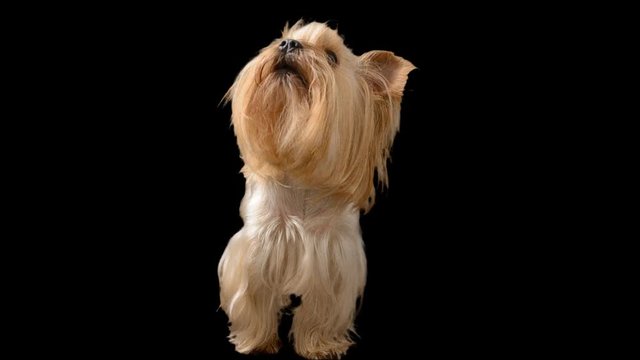 Yorkshire terrier. Alpha channel included.