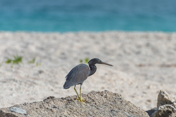      Pacific Reef Heron, black Egretta sacra, standing on the beach in polynesian lagoon
