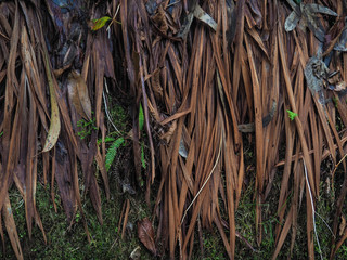 Wanderung durch die Levada do Rei auf Madeira