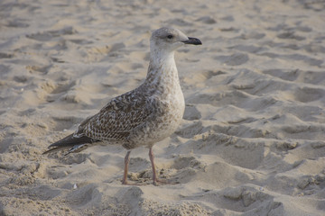 Möwe am Strand Seebad Binz Rügen