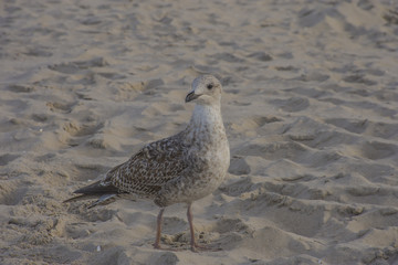 Möwe am Strand Seebad Binz Rügen