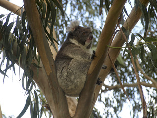 koala