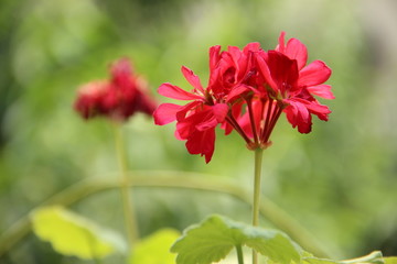 Obraz premium Flor rojo