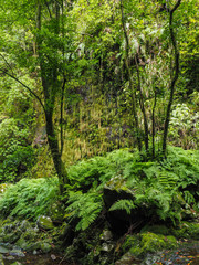 Wanderung durch die Levada do Rei auf Madeira