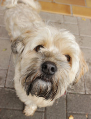 Kleiner neugieriger Havaneser