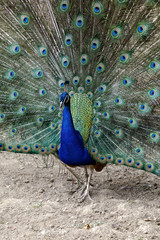 Naklejka premium Real Turkey