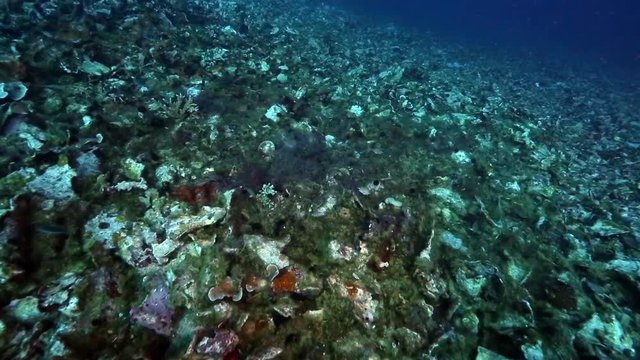 Unhealthy coral reef covered in algae, underwater at Bunaken Island, Sulawesi 