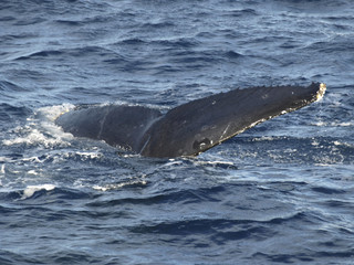 Naklejka premium big whale