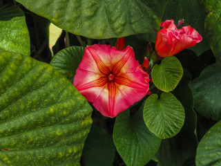 Botanischer Garten in Funchal auf Madeira