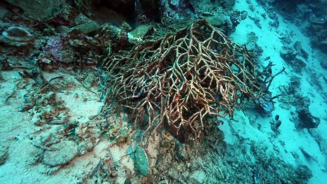 Broken staghorn coral lies on ocean floor at Bunaken Island 