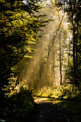 Obraz premium Wald mit Nebel 
