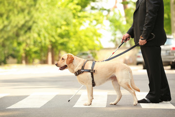Guide dog helping blind man on pedestrian crossing