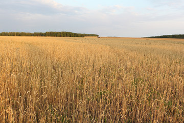 Golden wheat field against the sky in autumn