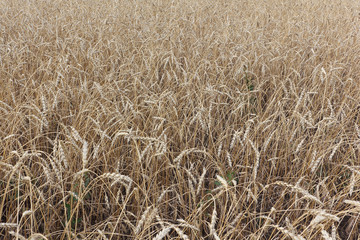 Golden wheat field  in autumn