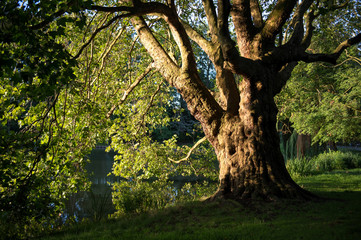 urban park, Berlin, Germany